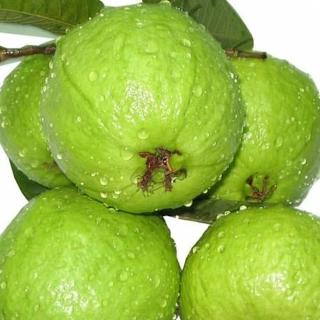 【汎亞欣】燕巢牛奶珍珠芭樂禮盒裝(每盒3kg-年節禮盒)