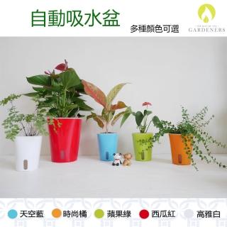 【Gardeners】自動吸水盆15cm-1入(花盆/吸水盆)