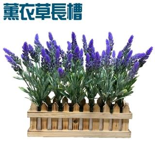 【園藝世界】長槽盆花