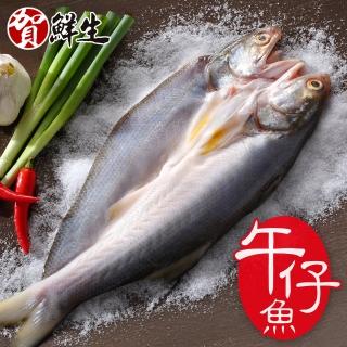 【賀鮮生】薄鹽午仔魚一夜干10尾(210g/尾)
