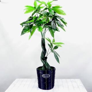 【園藝世界】人造樹-帶盆辮子發財樹
