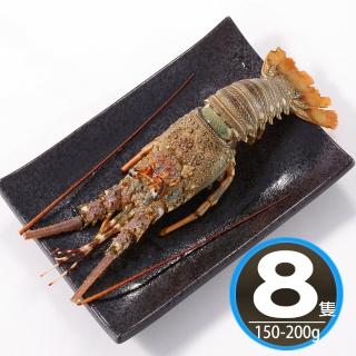 【華得水產】野生頂級龍蝦8隻組(150-200G/隻 春節照常出貨)