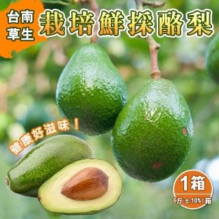 【產地直送】台南草生栽培鮮採酪梨6斤9-12顆x1箱(金氏世界紀錄最營養水果-酪梨)
