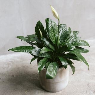 【花意空間】白鶴芋植物盆栽(植栽 淨化空氣 開幕送禮)