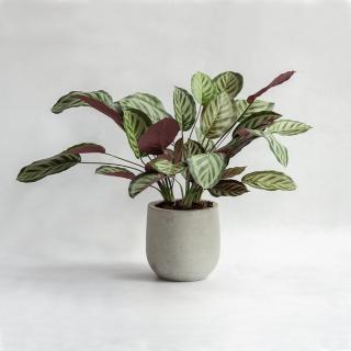 【花意空間】孔雀竹芋仿真植栽(仿真植物 人造盆栽)