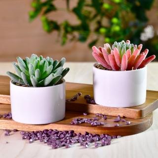 【YU Living 信歐傢居】迷你仿真多肉植物裝飾盆栽二件組 人造盆栽(綠色/赭紅色 二件一組)