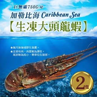 【築地一番鮮】蔚藍海-加勒比海生凍巨無霸大頭龍蝦2隻(750g/隻)