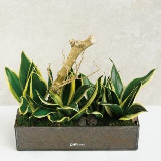 【CNFlower 西恩】免運專人專車配送限台北市 綠色饗宴 虎尾蘭植栽(送禮/植栽/植物/觀葉植物/多肉)