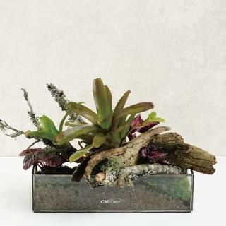 【CNFlower 西恩】免運專人專車配送限台北市 綠色饗宴 積水鳳梨款(送禮/植栽/植物/觀葉植物/多肉)