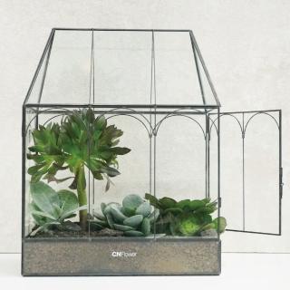 【CNFlower 西恩】免運專人專車配送限台北市 綠色滿屋 多肉植物(送禮/植栽/植物/觀葉植物/多肉)