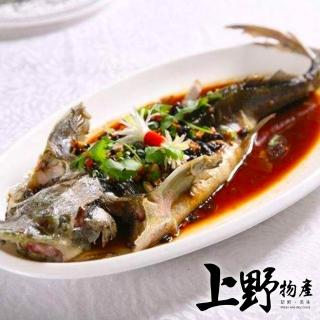 【上野物產】台灣產 南投名間溫養鱘龍魚全魚 x3隻(600g±10%/隻x3隻)