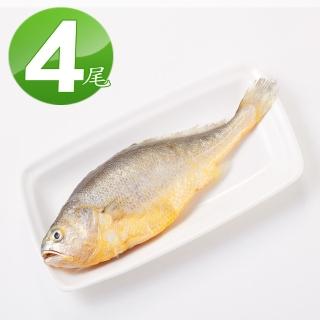 【華得水產】鮮嫩黃魚4尾組(220g/尾)