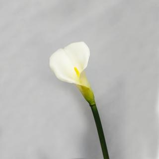 【花意空間】象牙白海芋仿真花長支 3支一組(永生花 人造花 假花)