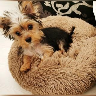 【May shop】長毛寵物床圓形貓窩狗窩沙發床寵物窩狗坐墊