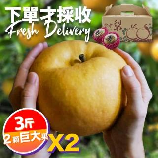 【下單才採最新鮮】卓蘭秀品寶島甘露巨大顆水梨3斤2顆入X2(黃金時間採收 風味更獨特)