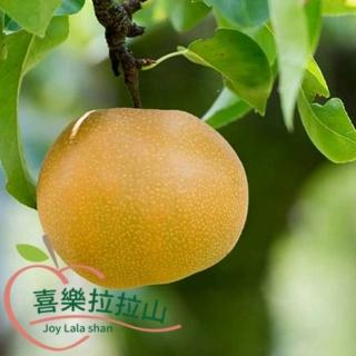 【黑貓嚴選】喜樂拉拉山-蜂蜜梨(6粒/3斤/約1.8kg/盒)