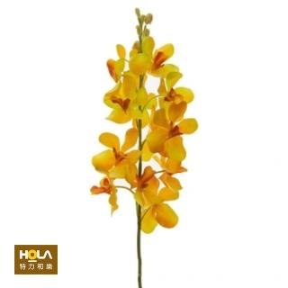 【HOLA】蘭花-金