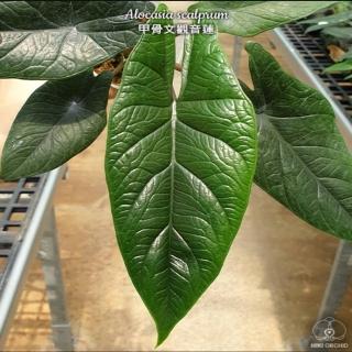 甲骨文觀音蓮(觀音蓮 植物盆栽)