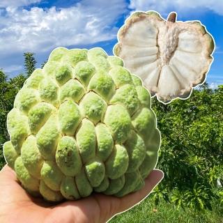 【初品果】台東太麻里大目釋迦含箱重10斤13-14顆x1箱(產地直送/送禮/禮盒/水果禮盒)