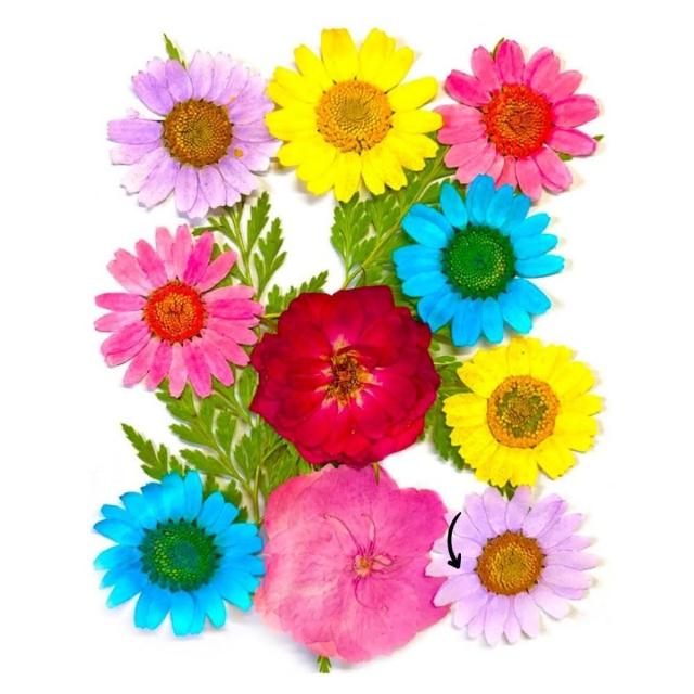 【A-ONE 匯旺】壓花材料 乾燥花材料 壓花 押花 手工壓花 植物 壓花DIY 乾花書籤