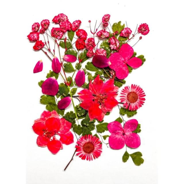 【A-ONE 匯旺】壓花材料 乾燥花材料 壓花 押花 手工壓花 植物 壓花DIY 乾花書籤