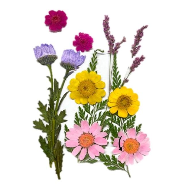 【A-ONE 匯旺】壓花材料 乾燥花材料 壓花 押花 手工壓花 植物 壓花DIY 乾花書籤