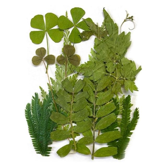 【A-ONE 匯旺】壓花材料 乾燥花材料 壓花 押花 手工壓花 植物 壓花DIY 乾花書籤