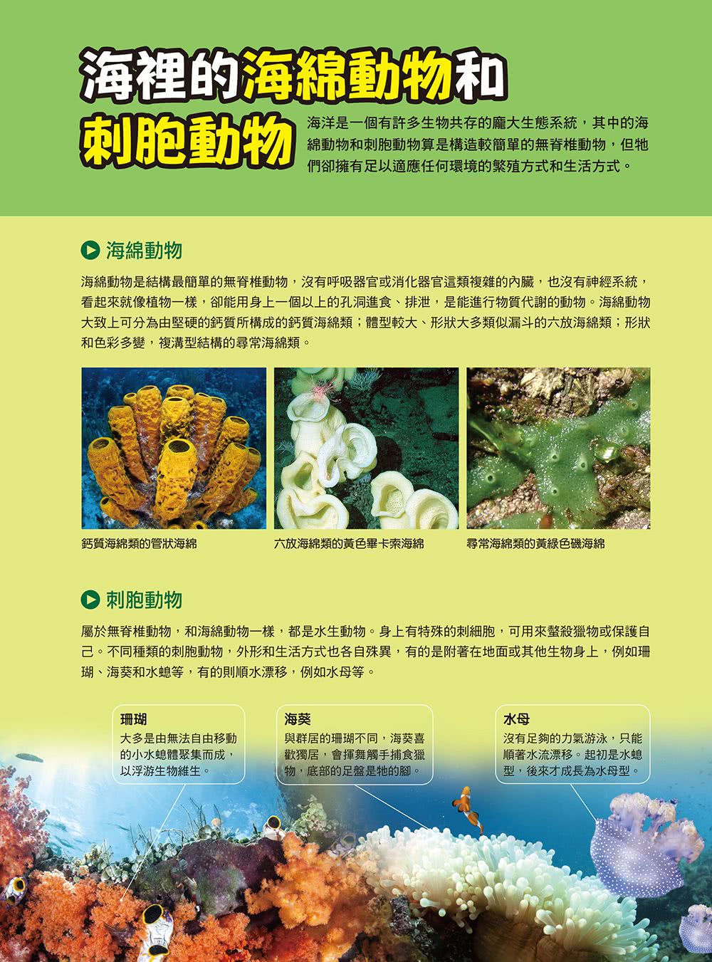 漫畫大英百科 生物地科14 無脊椎動物 Momo購物網